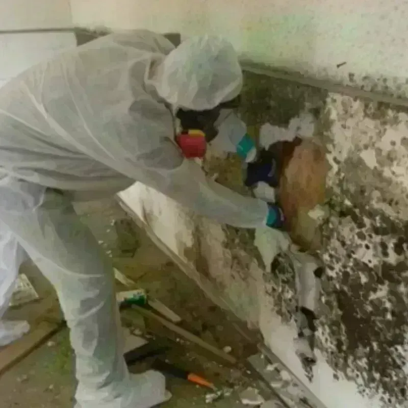 Mold Remediation and Removal in Carrizales, PR